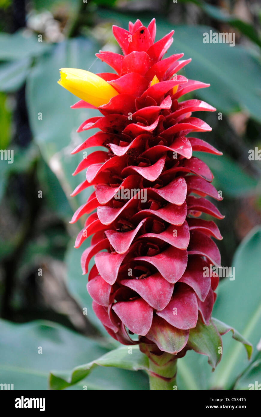 Spiral Ginger Latin name Costus barbatus flower Stock Photo