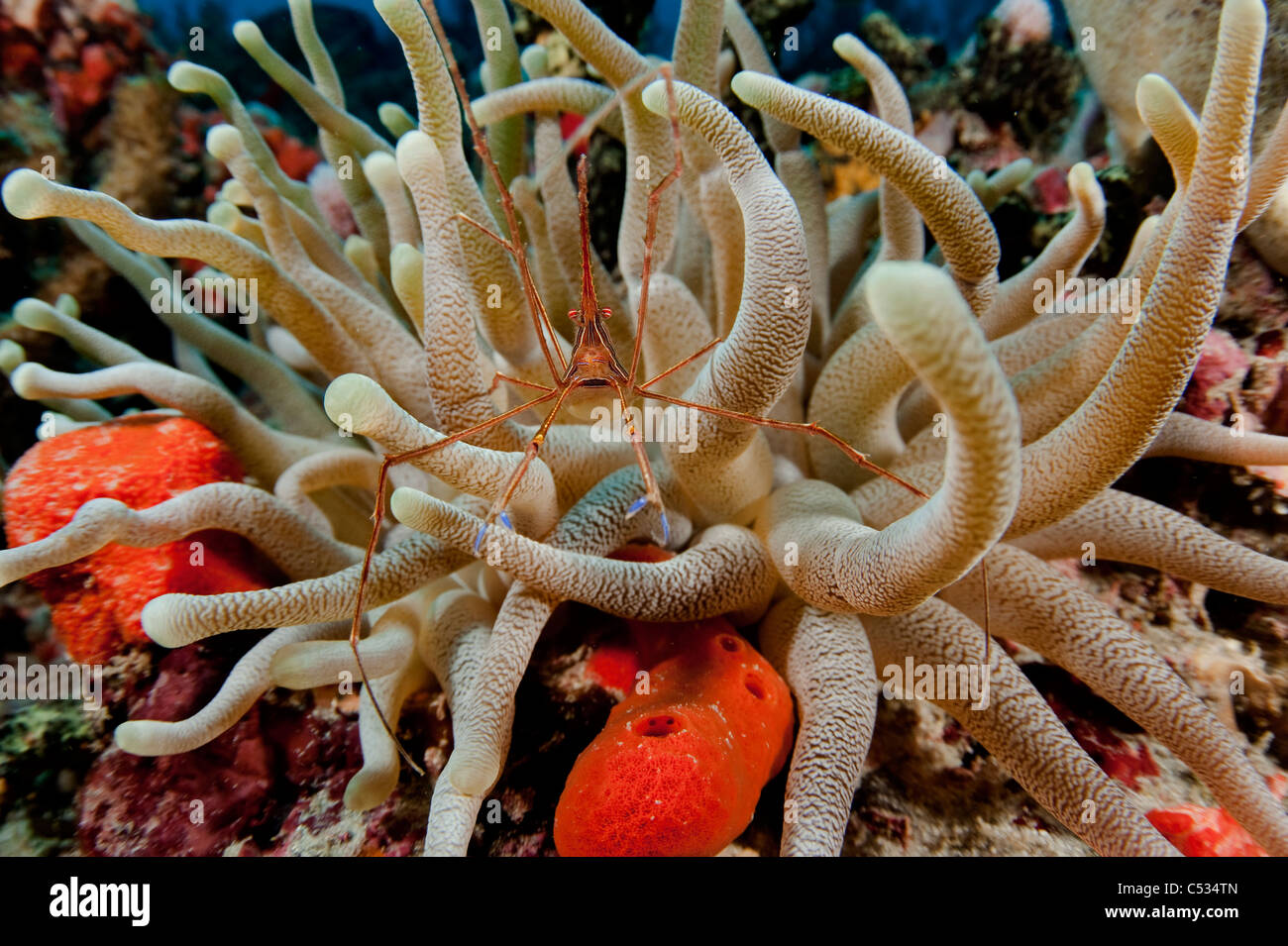 Arrow Crab (Stenorhynchus seticornis) photographed inside a sea anemone (Condylactis gigantea) offshore Palm Beach, FL. Stock Photo