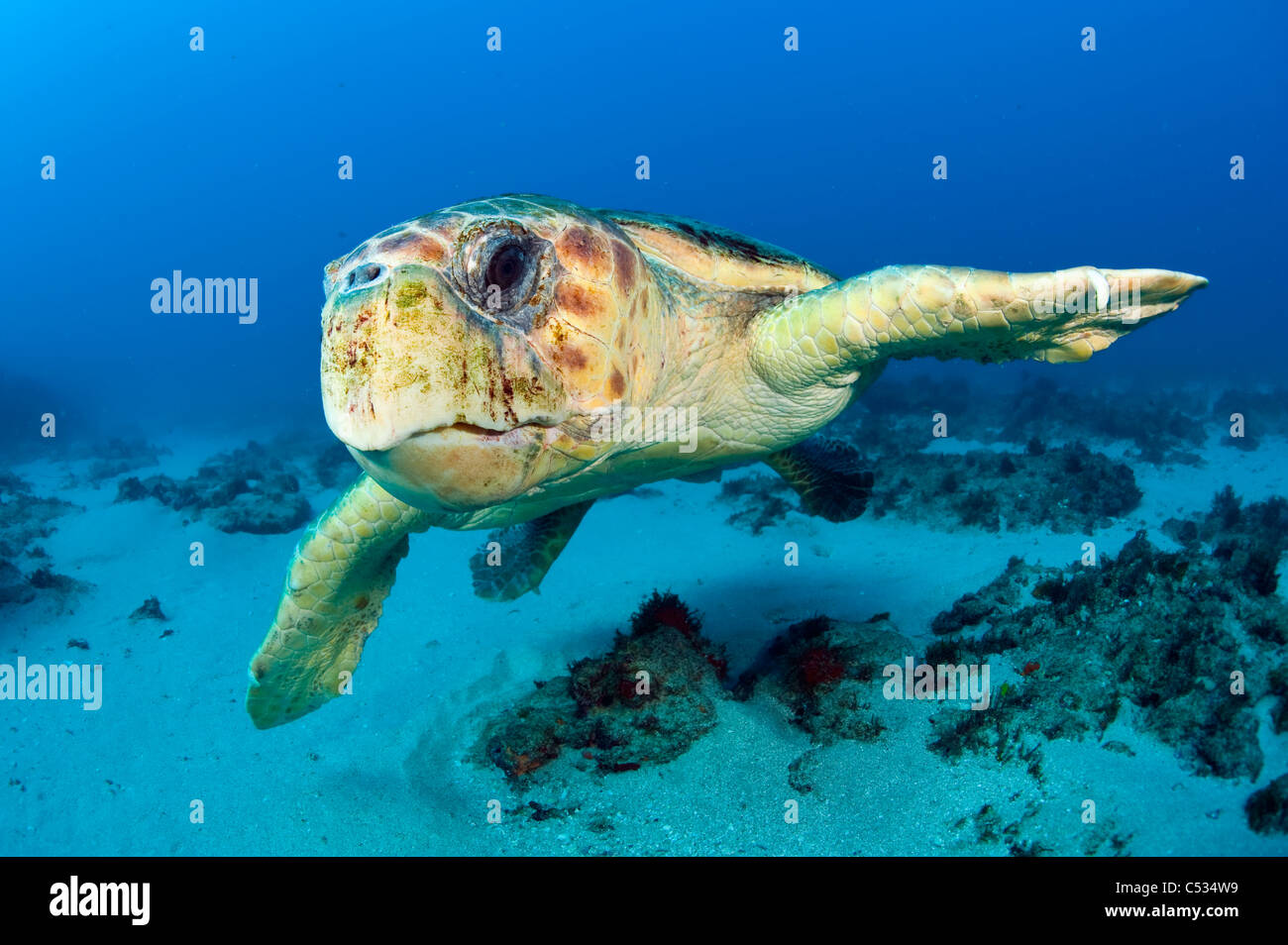 Endangered Loggerhead Sea Turtle (Caretta caretta) underwater  in Palm Beach County, FL. Stock Photo