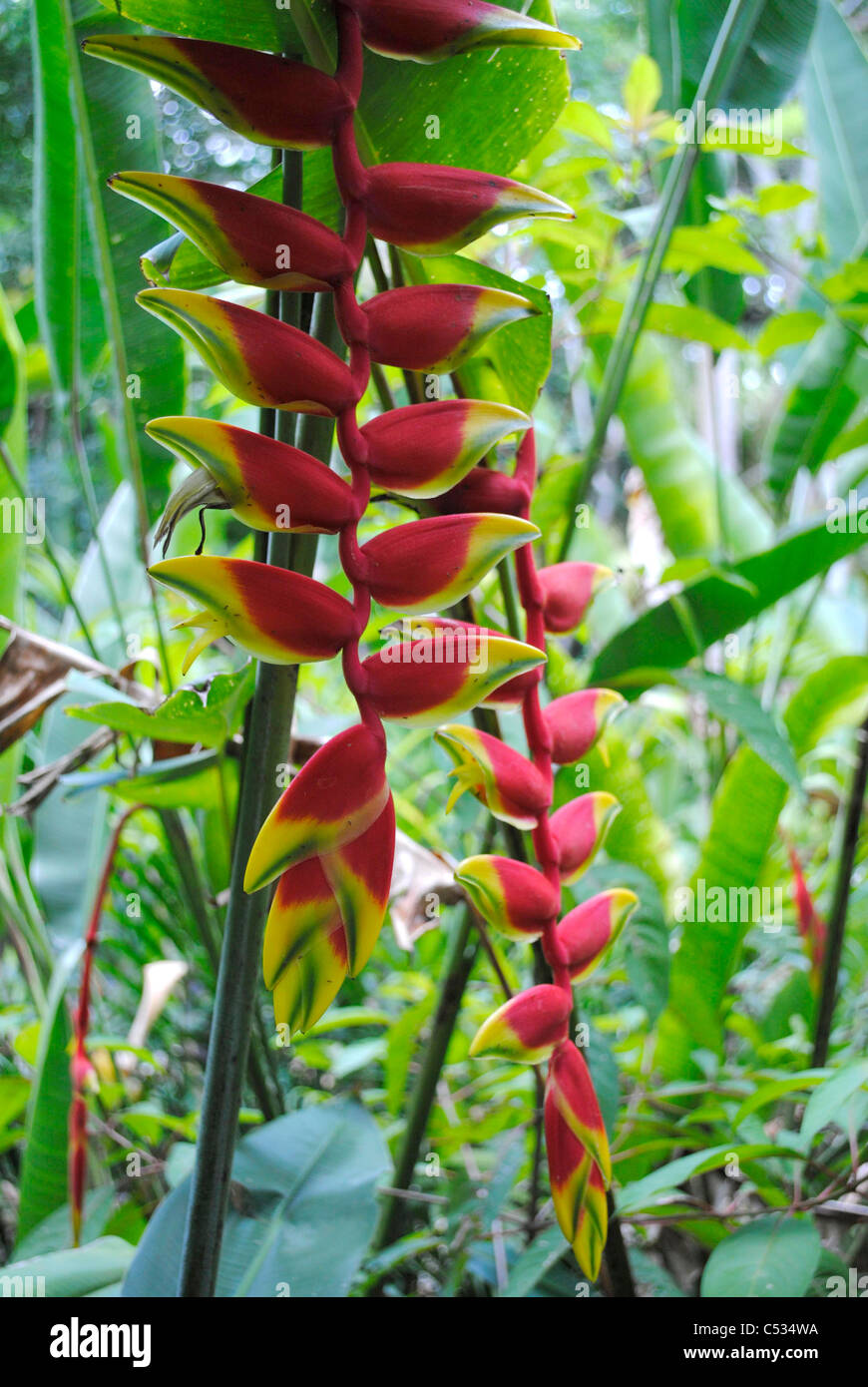 Lobster Claw Latin name Heliconia rostrata Stock Photo Alamy