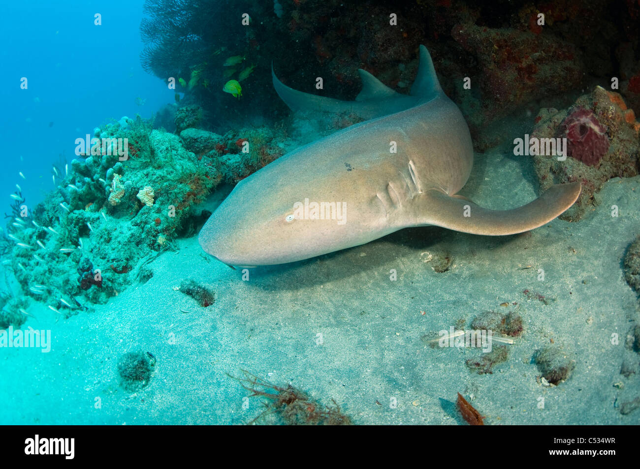 Nurse Shark (Ginglymostoma cirratum) in Palm Beach County, FL Stock Photo