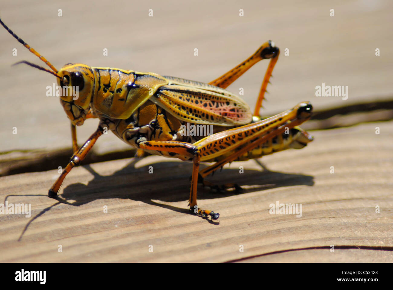 Romalea Stock Photos & Romalea Stock Images - Alamy