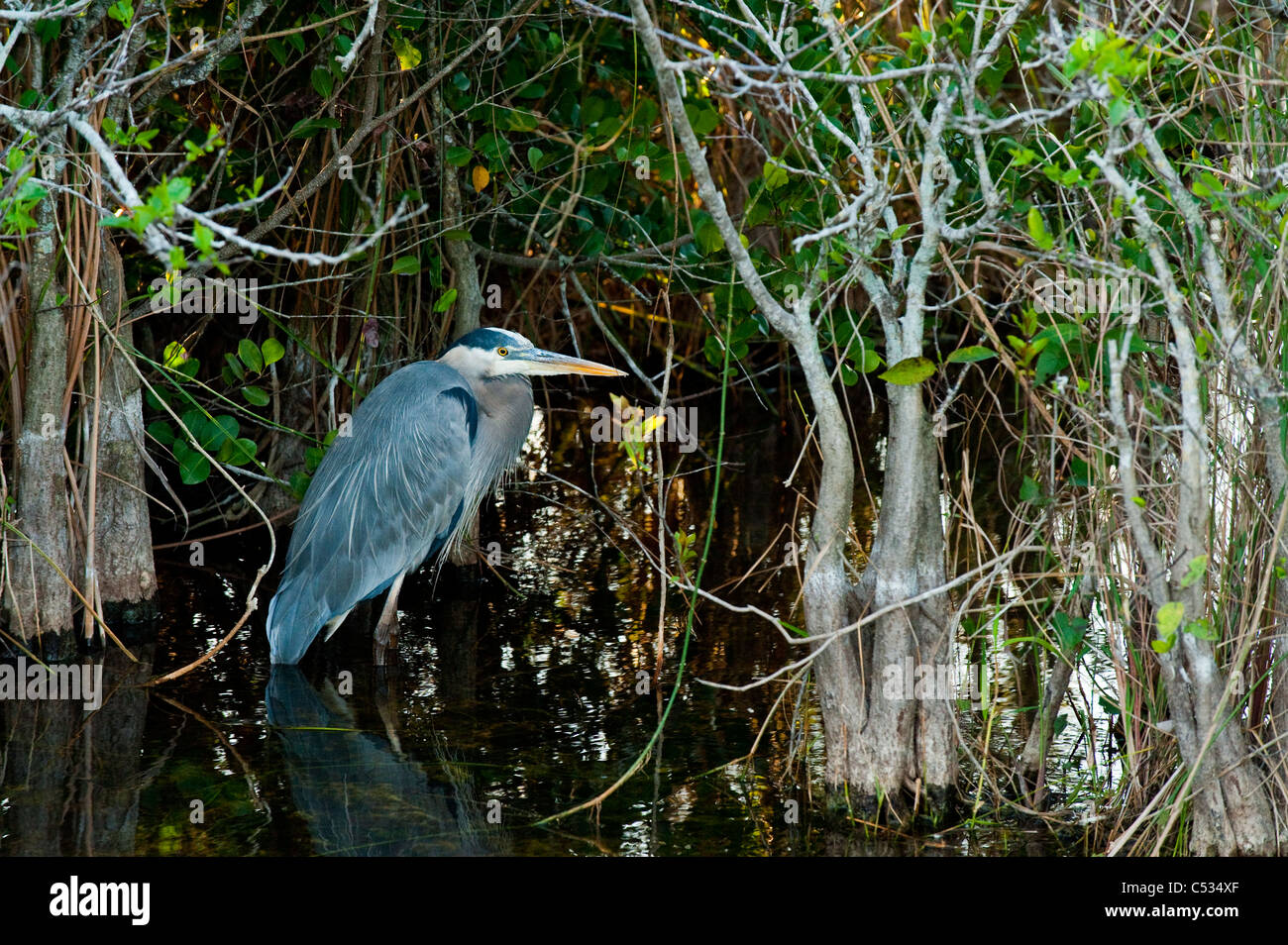 A Great Blue Heron (Ardea herodias) wades in the shallows of Shark Valley in Everglades National Park, Florida. Stock Photo