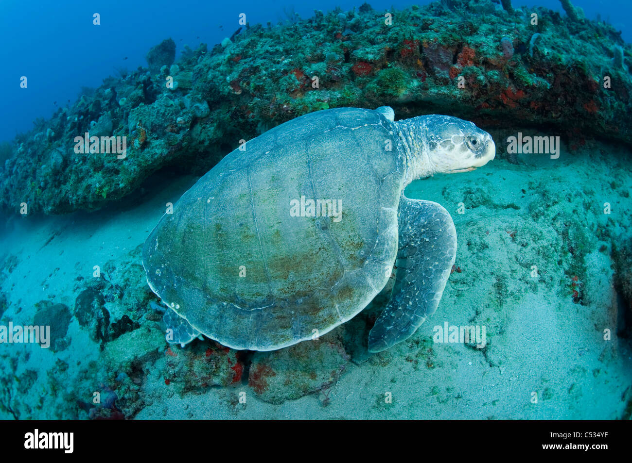 Endangered Kemps Ridley Sea Turtle Hi res Stock Photography And Images Endangered Kemps Ridley Sea Turtle Hi res Stock Photography And Images