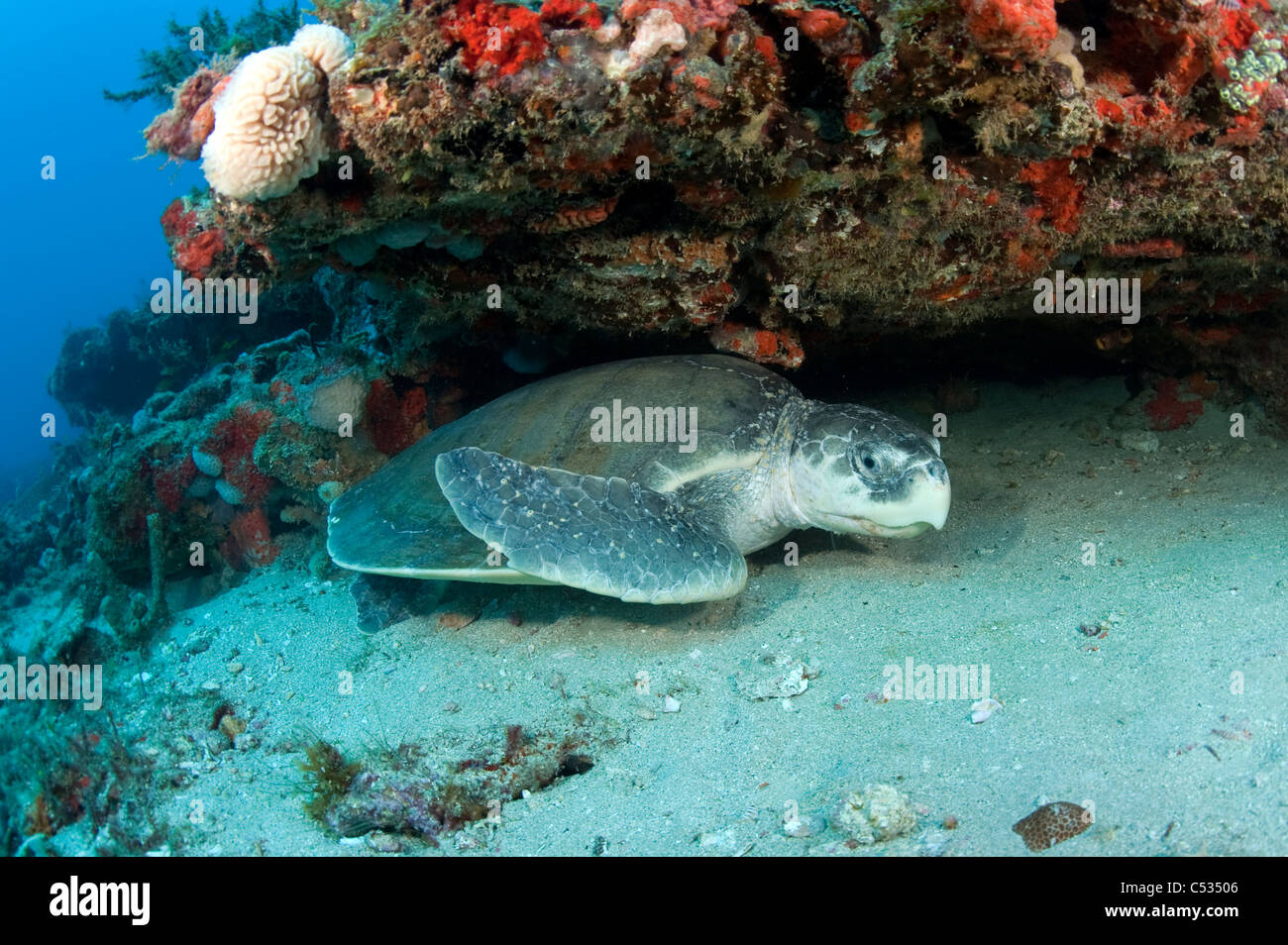 Kemp's Ridley Sea Turtle, (Lepidochelys kempii), photographed underwater in northern Palm Beach, Florida. HIghly endangered. Stock Photo