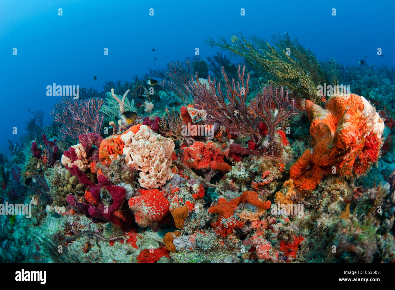 Coral Reef in Palm Beach, Florida with an assortment of invertebrates and fish species. Stock Photo