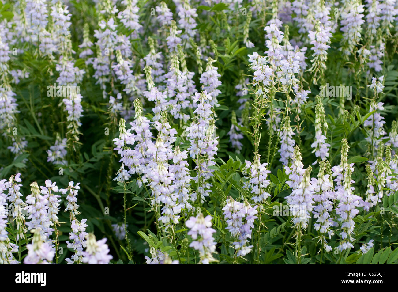 Galega officinalis or goat's rue, French lilac, Italian fitch or professor-weed Stock Photo