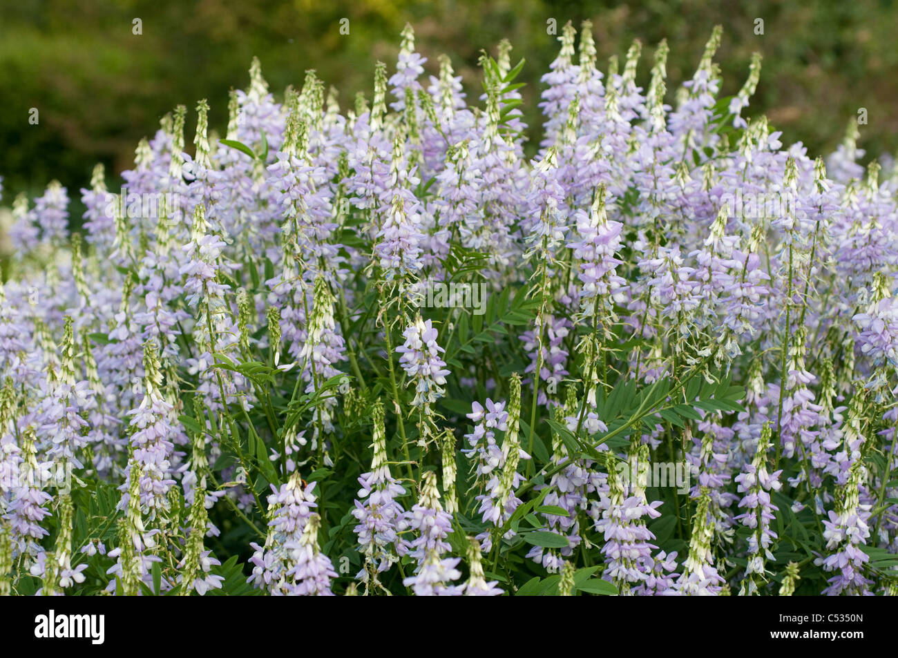 Galega officinalis or goat's rue, French lilac, Italian fitch or professor-weed Stock Photo