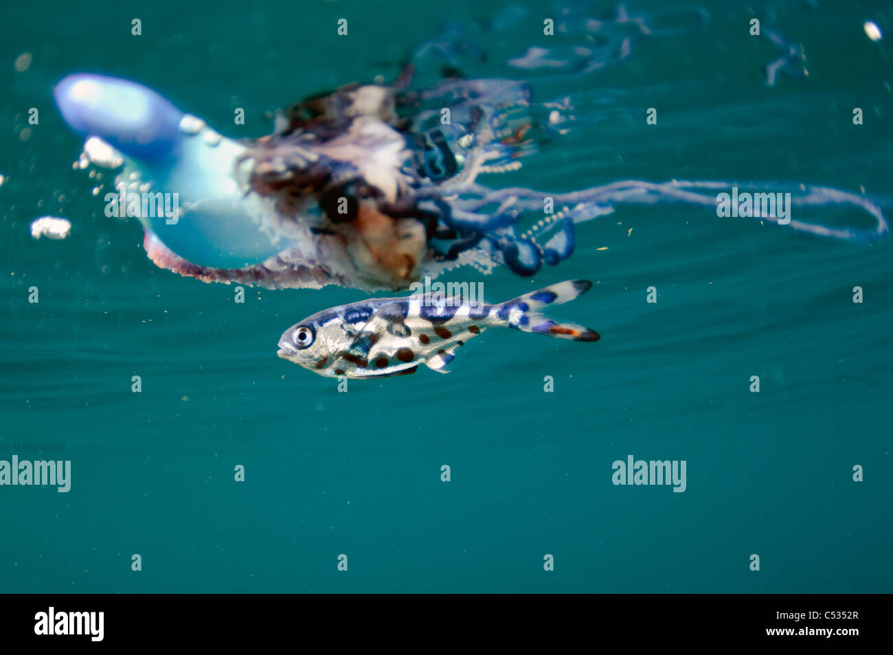 Portuguese Man of War (Physalia physalis) with  Man of War Fish (Nomeus gronovii) photographed offshore Palm Beach, FL. Stock Photo