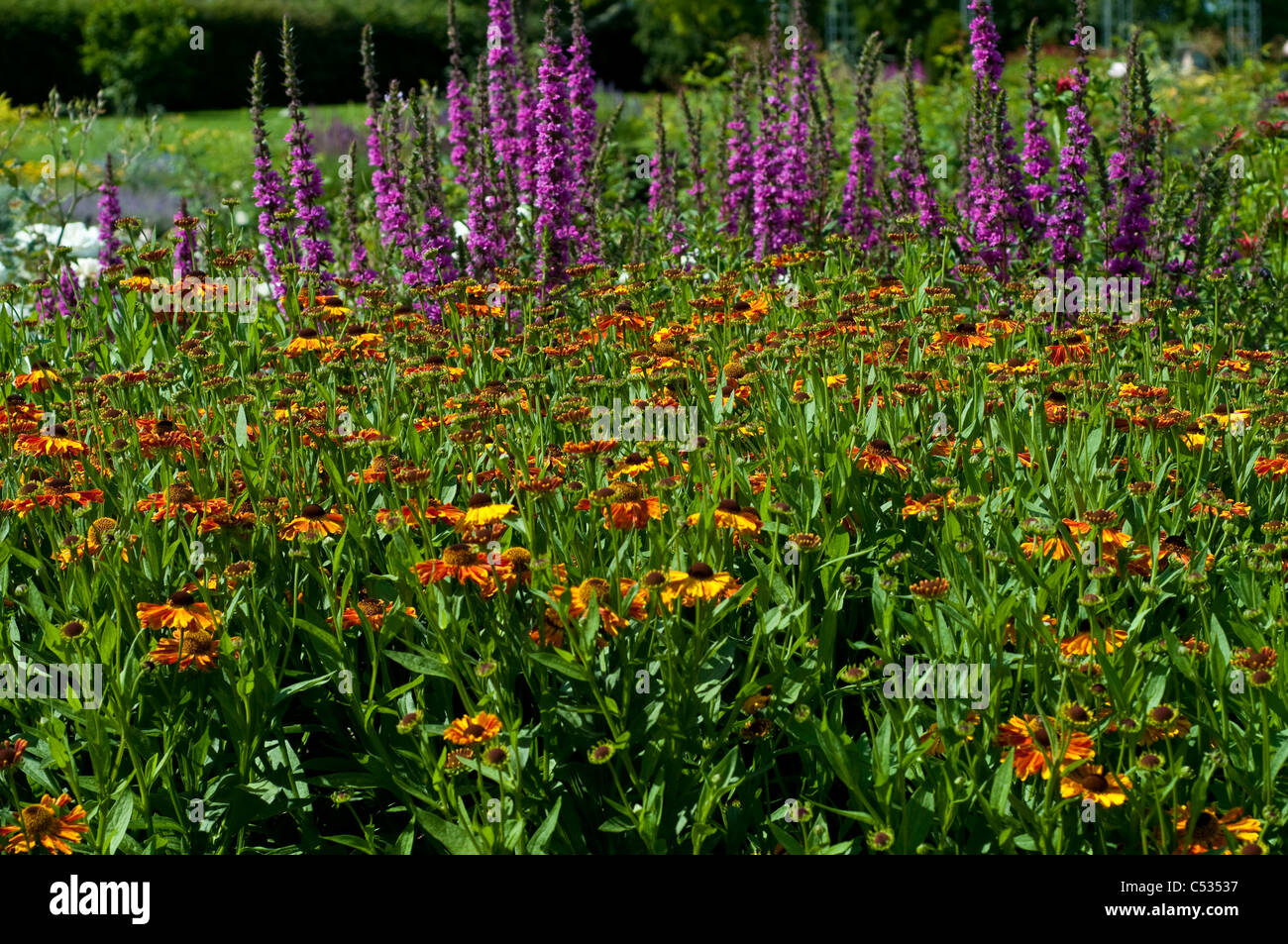 Helenium 'Waltraut' and Lythrum salicaria 'Feuerkerze' - Loosestrife in the background Stock Photo