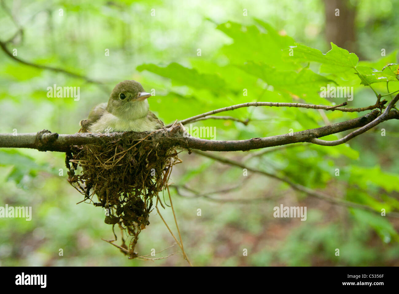 Acadian flycatcher nest hi-res stock photography and images - Alamy