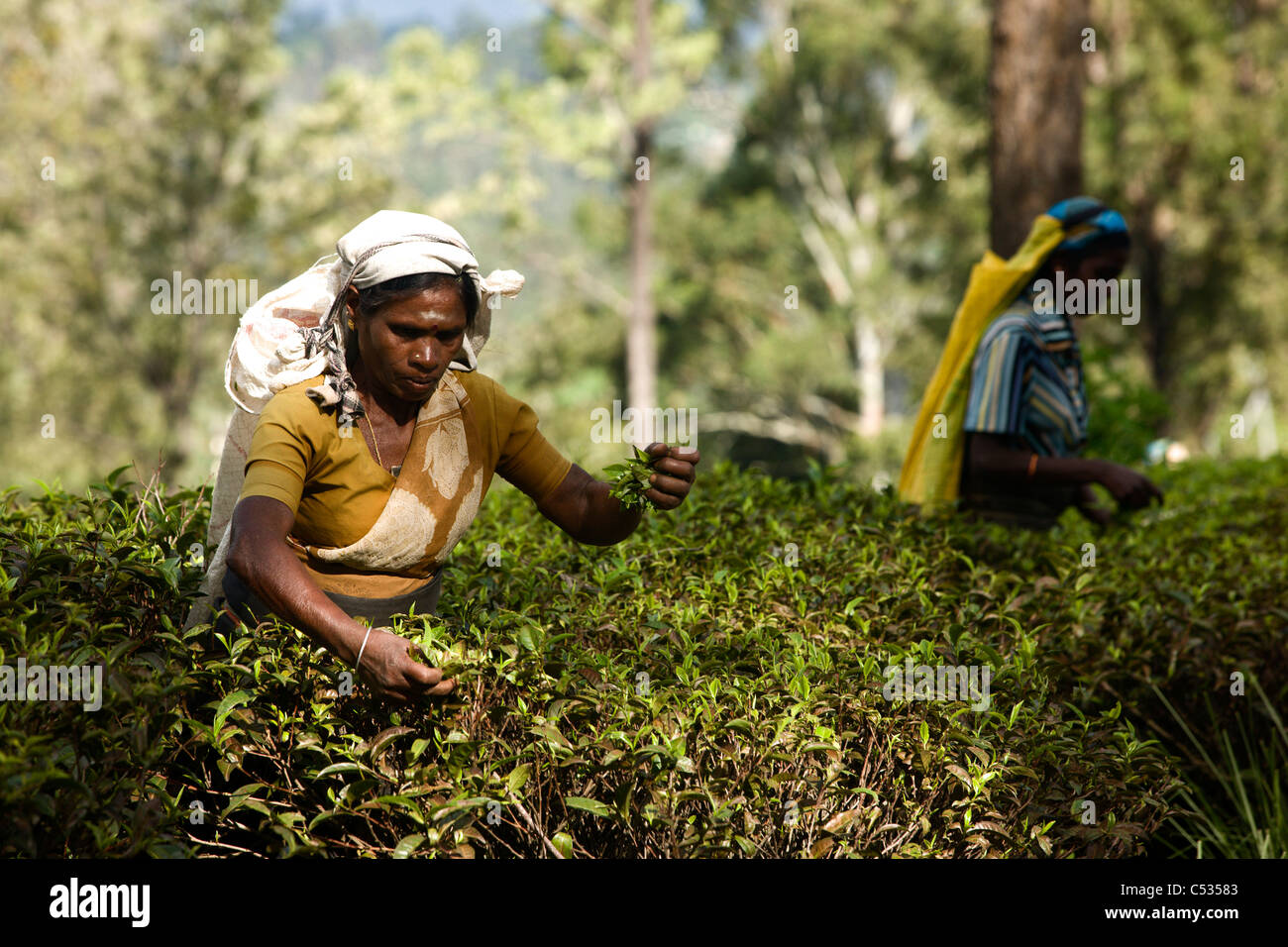 Tamil woman tea pickers. Nuwara Eliya. Sri Lanka. Stock Photo