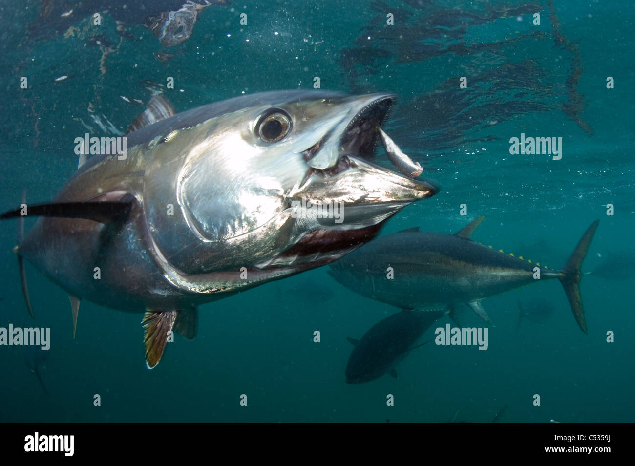 bluefin tuna endangered