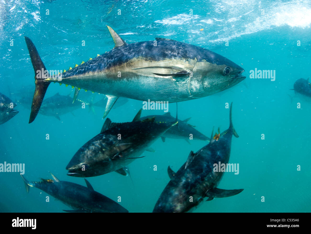 Captive Southern Bluefin Tuna (Thunnus maccoyii) held in a pen in Port