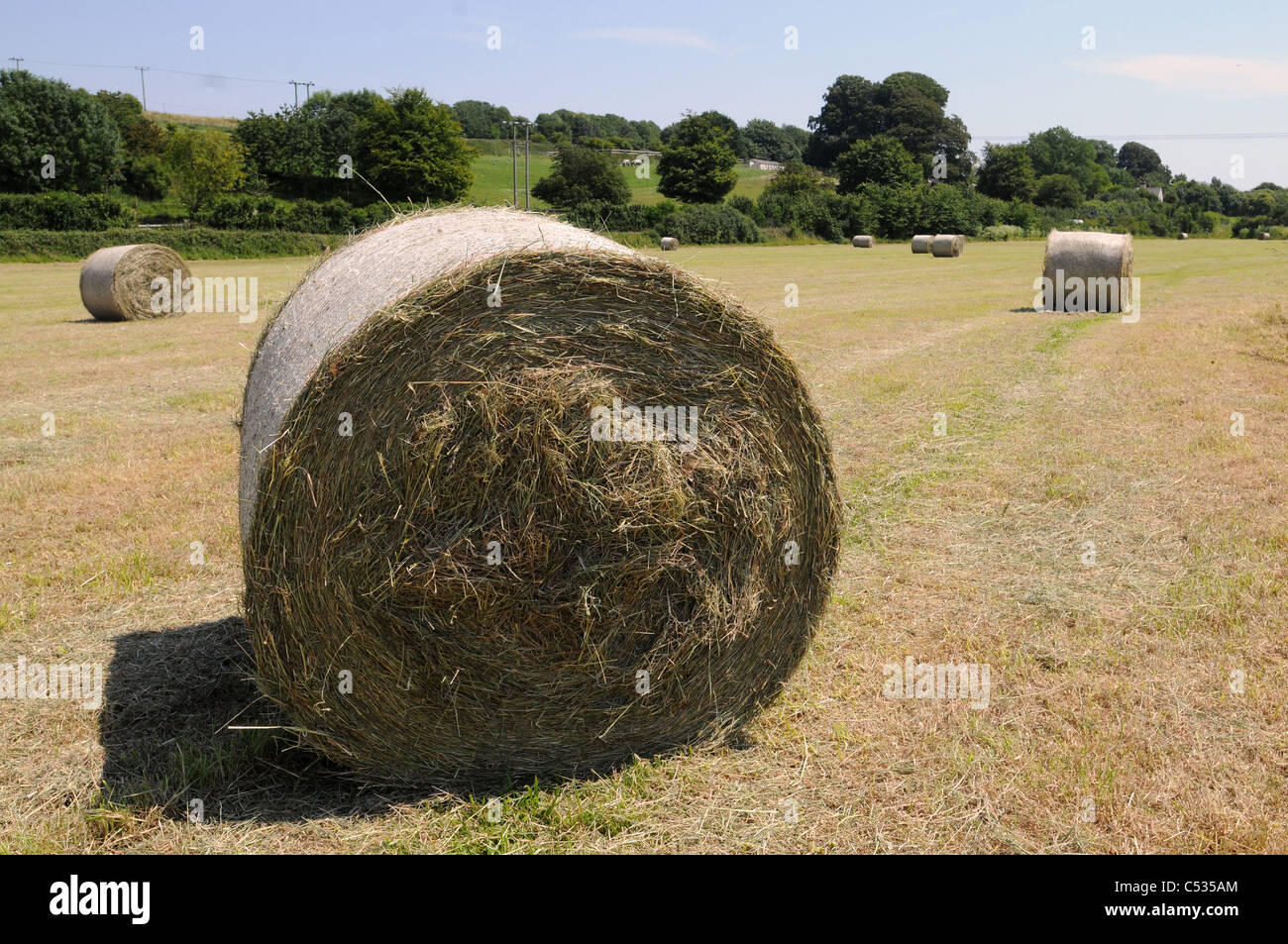 Large hay bales in field Stock Photo Alamy