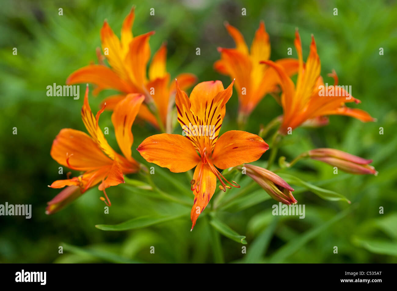 Alstroemeria, Peruvian Lily or Lily of the Incas Stock Photo