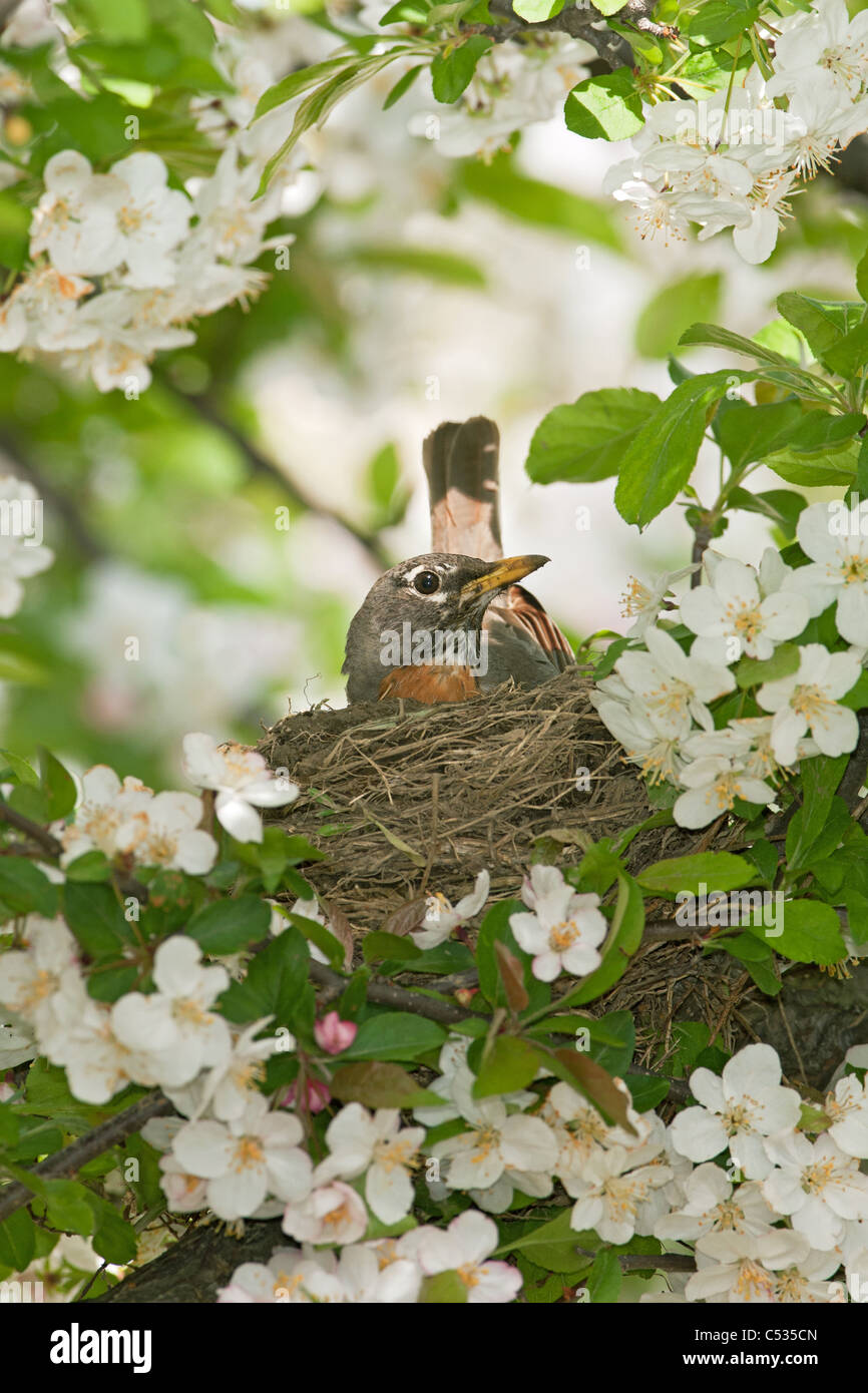 American Robin Nest in Apple Tree Stock Photo Alamy