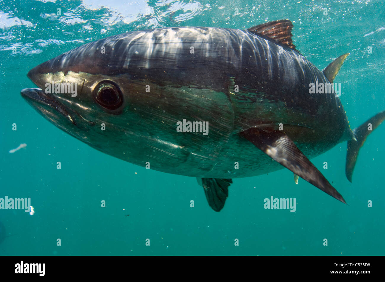 Captive Southern Bluefin Tuna (Thunnus maccoyii) held in a pen in Port