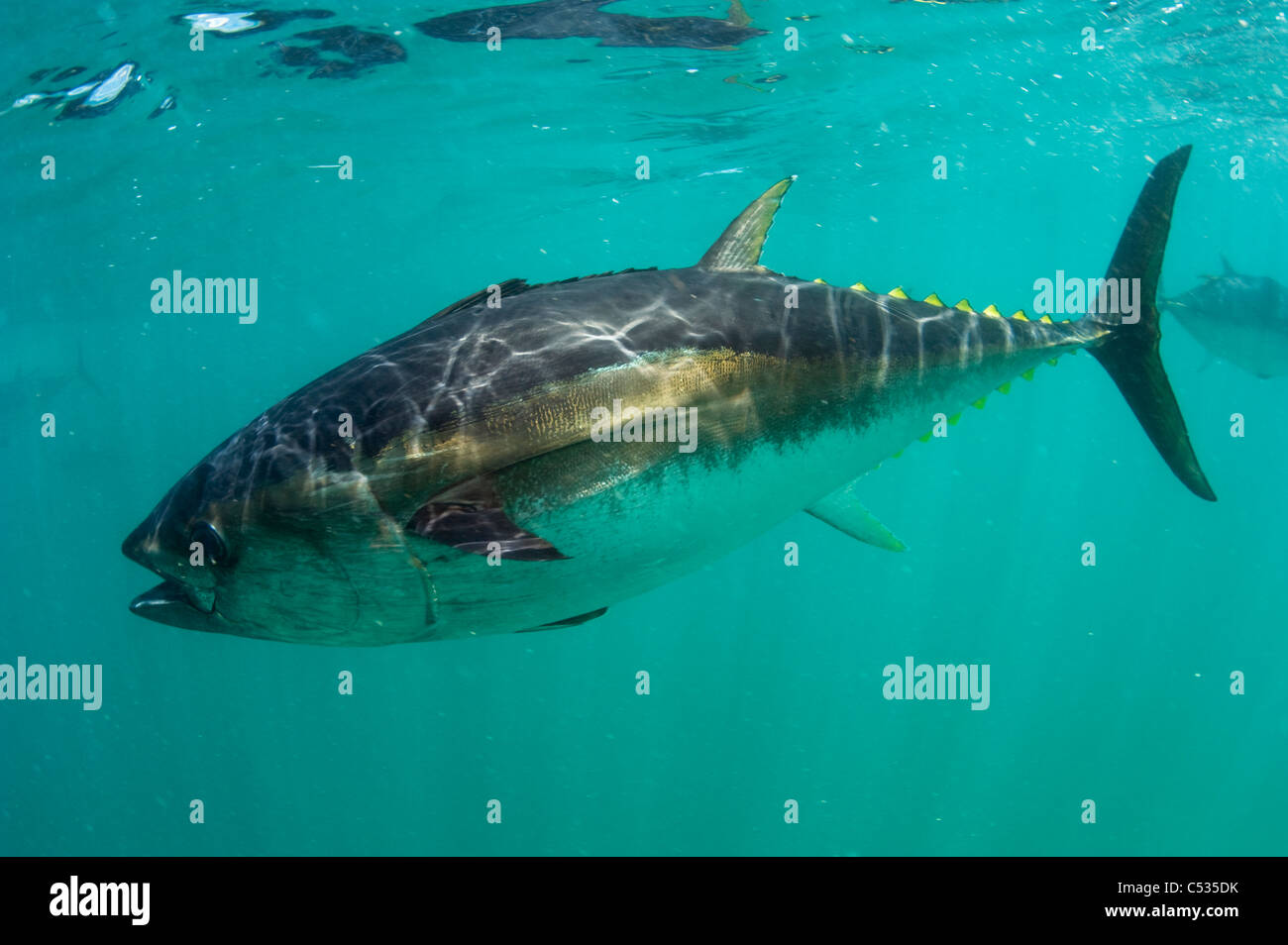 Captive Southern Bluefin Tuna (Thunnus maccoyii) held in a pen in Port