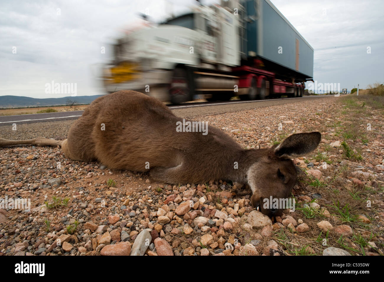 Grey Kangaroo (Macropus giganteus) hit and killed by motor vehicle along a highway in South Australia. Stock Photo