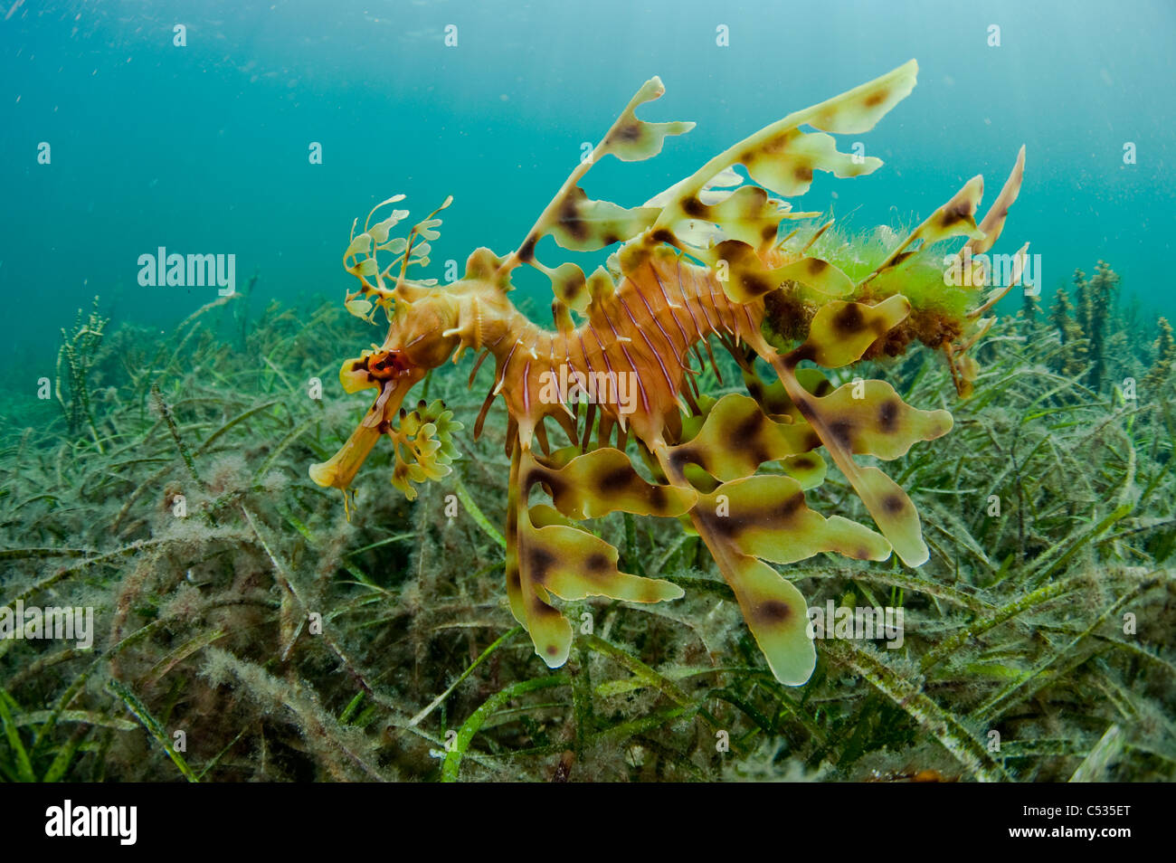 A male Leafy Sea Dragon (Phycodurus eques) swims over the sea grass and kelp near the jetty in Edithburgh, South Australia. Stock Photo