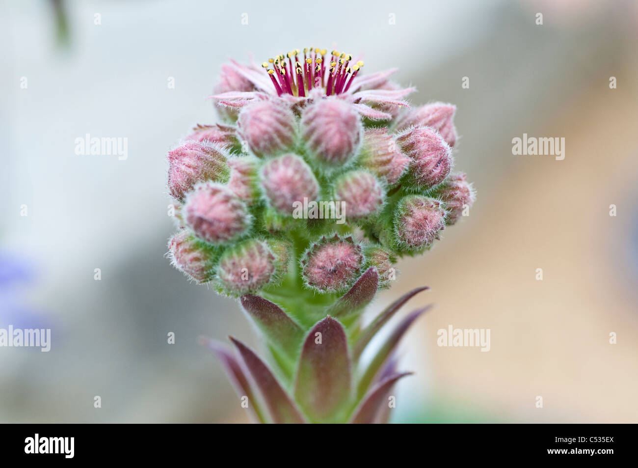 Sempervivum Jungle Fires - Houseleeks or Liveforeve Stock Photo