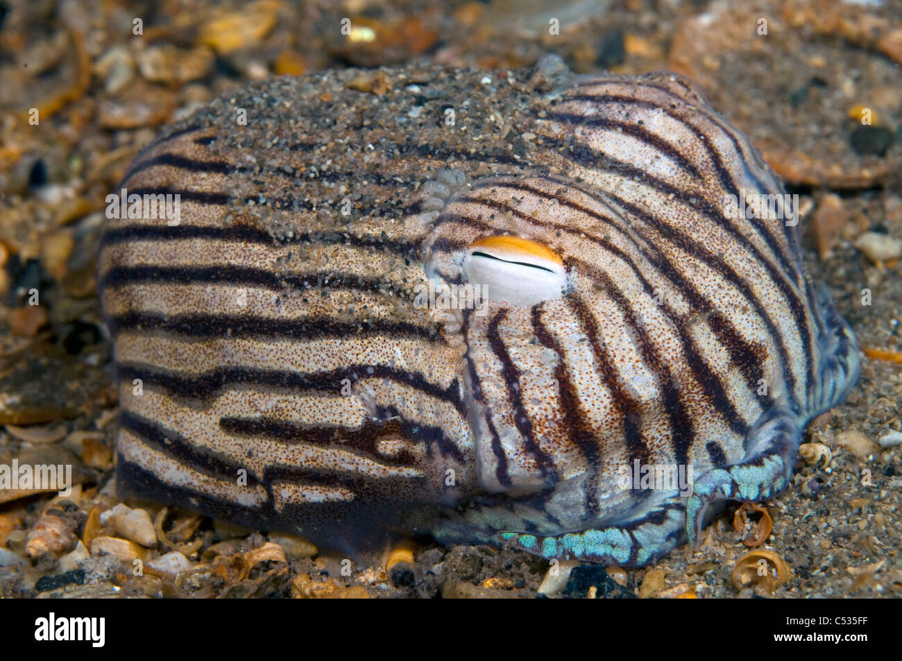 A Striped Pajama Squid (Sepioloidea lineolata) rests on the ocean bottom  underneath the jetty in Edithburgh, South Australia Stock Photo - Alamy