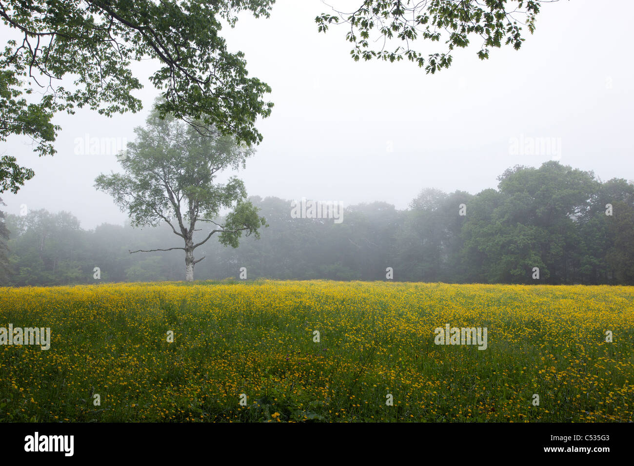 A field of yellow flowers in Maine Stock Photo Alamy