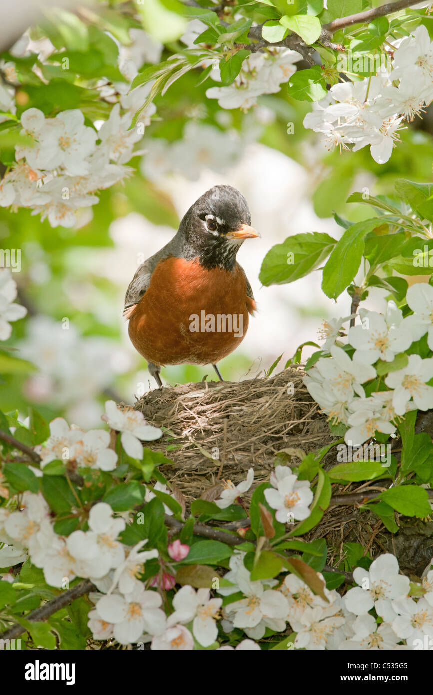 American Robin Nest in Apple Tree Stock Photo Alamy