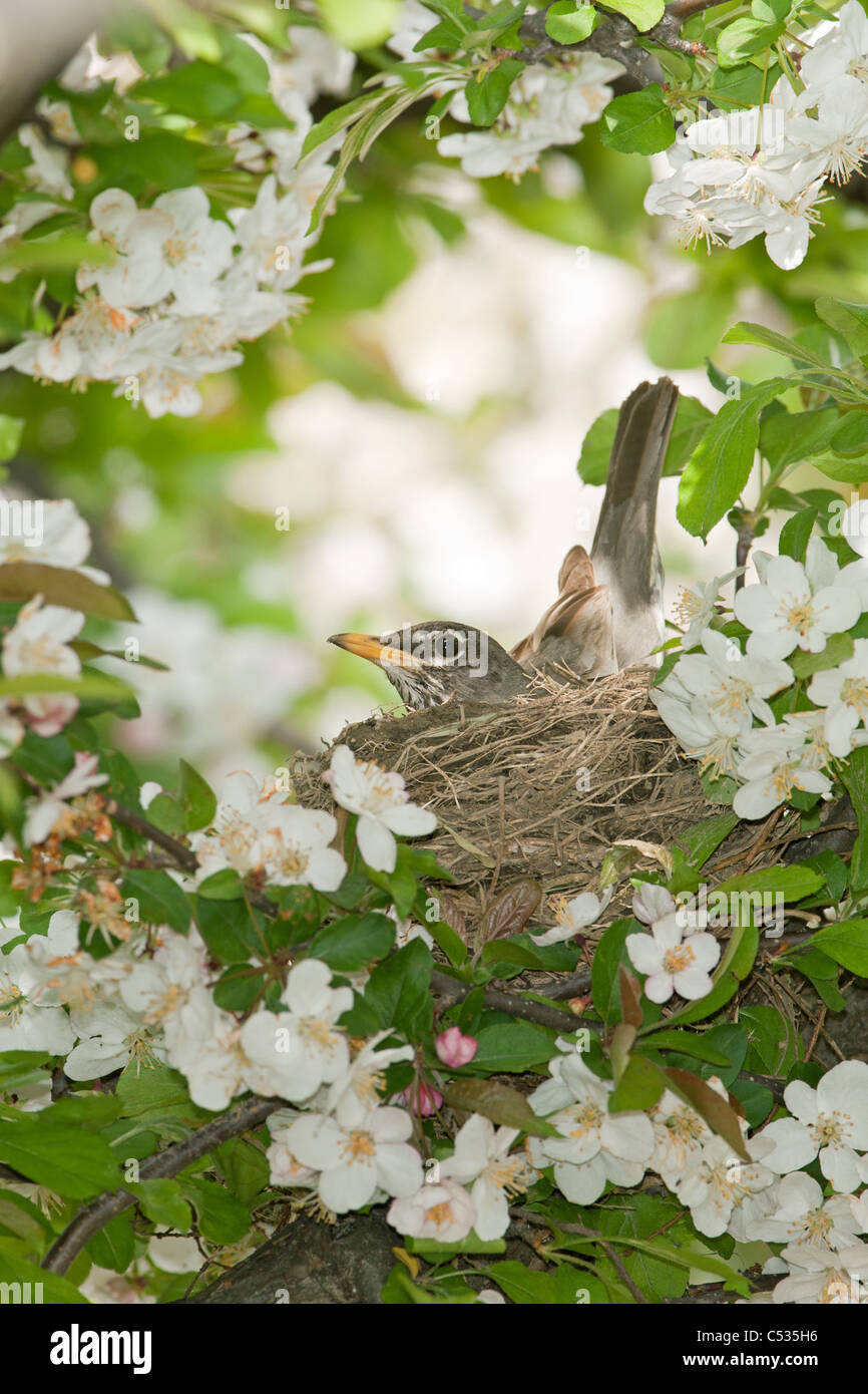 American Robin Nest in Apple Tree Stock Photo Alamy