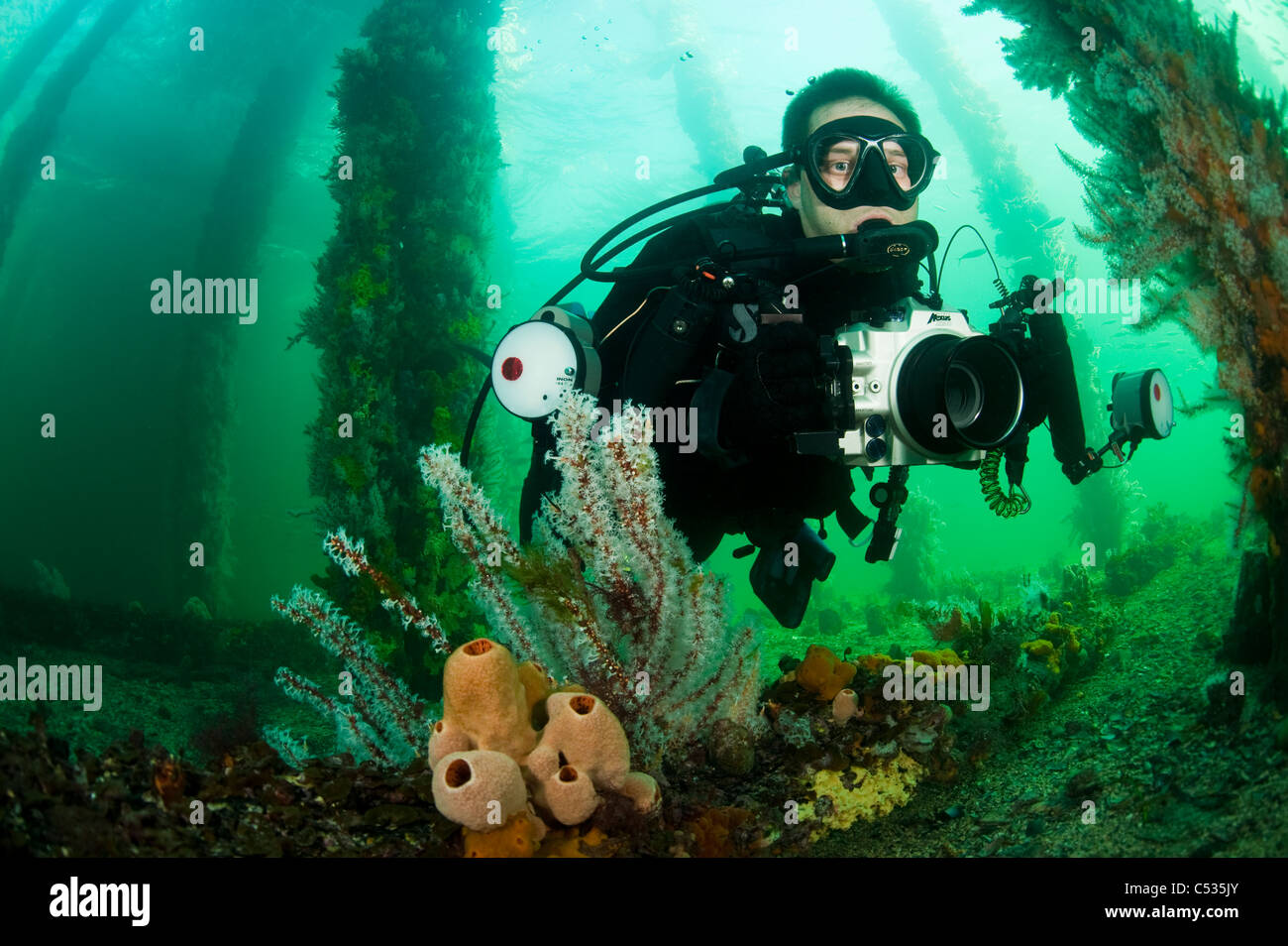 A scuba diver swims underneath a pier among the marine life in the Yorke Peninsula in South Australia. Stock Photo