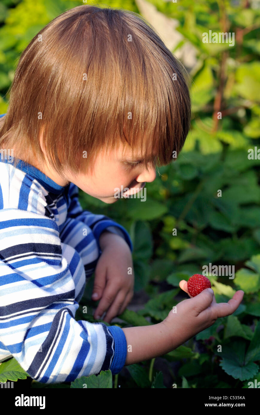 Young boy picking strawberries from the garden Stock Photo - Alamy