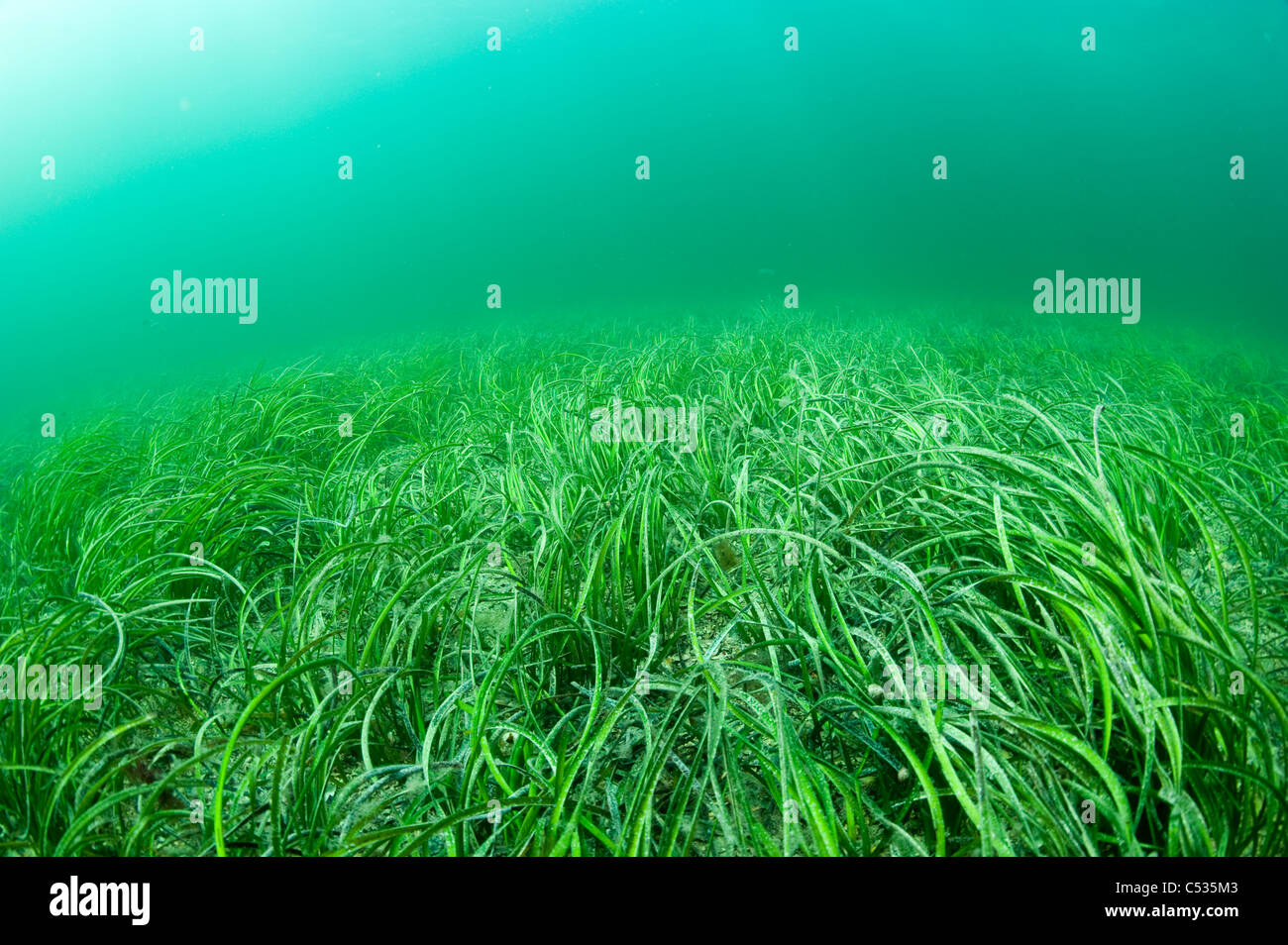 Sea Grass near the jetty in Port Hughes, South Australia Stock Photo