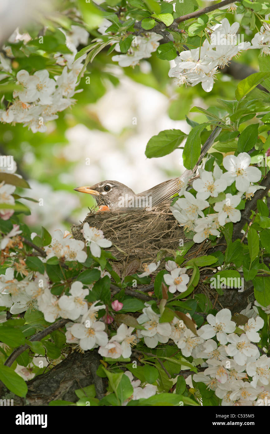 American Robin Nest in Apple Tree Stock Photo Alamy