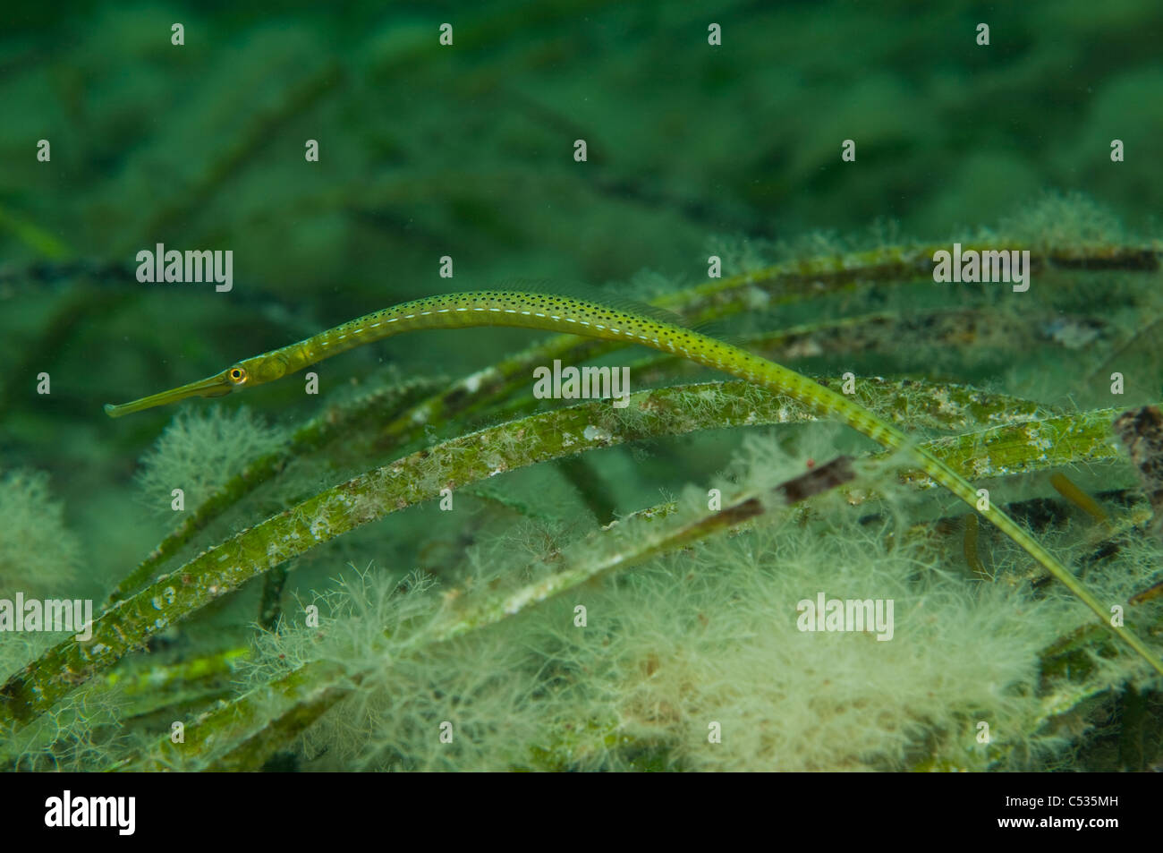 Brushtail pipefish hires stock photography and images Alamy