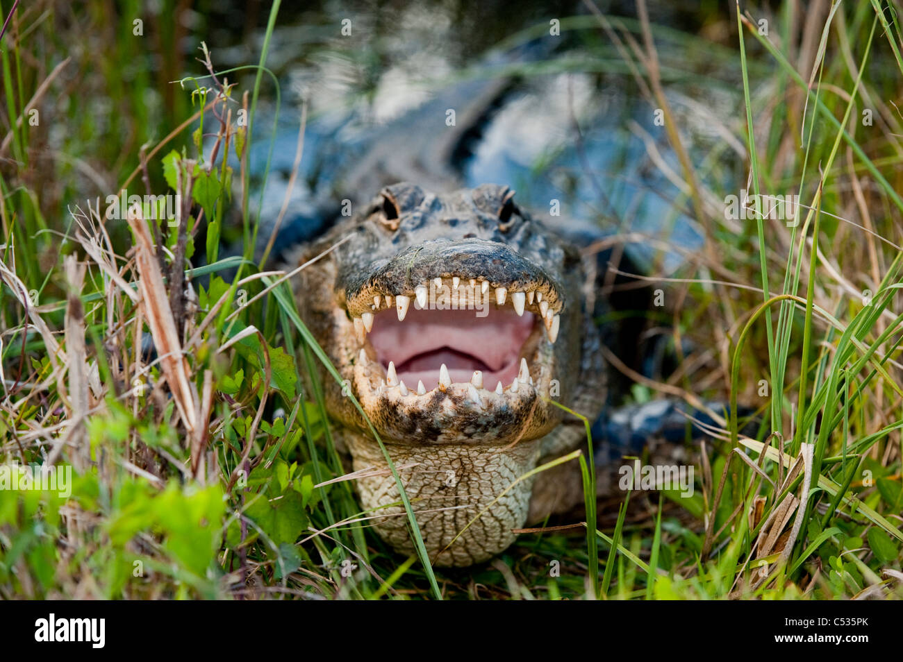 American Alligator (Alligator mississippiensis) basking in the sun in Everglades National Park, Florida. Stock Photo