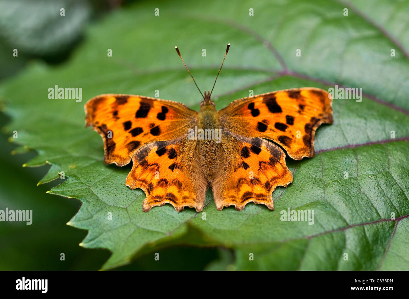Comma butterfly, Polygonia c-album, UK Stock Photo