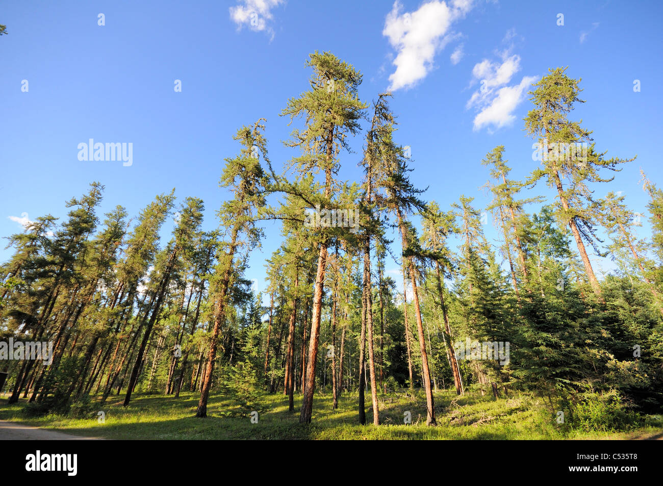 A peacefull and tranquil shot of Saskatchewan's boreal forest, Canada. Stock Photo