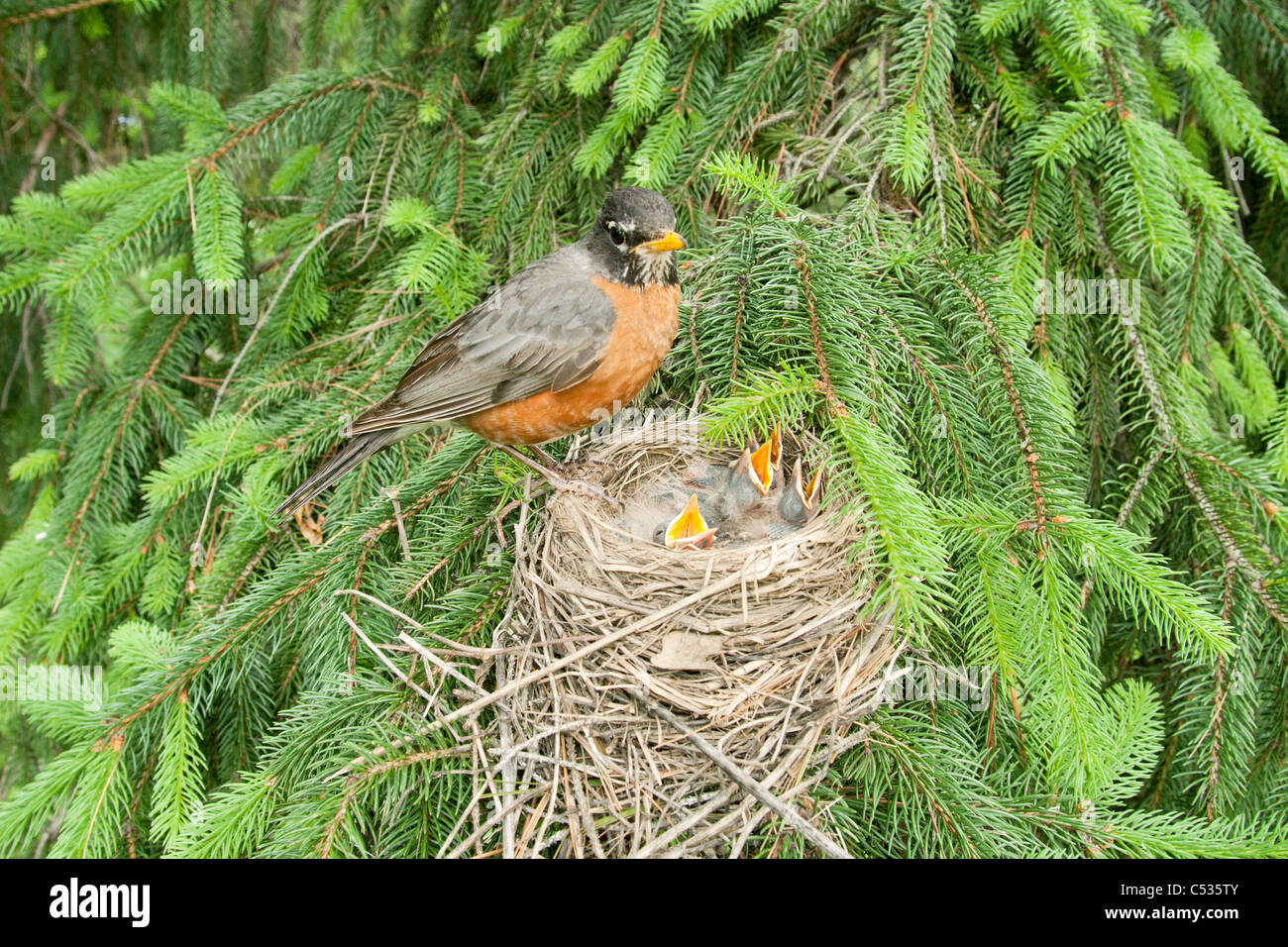 american robin nest