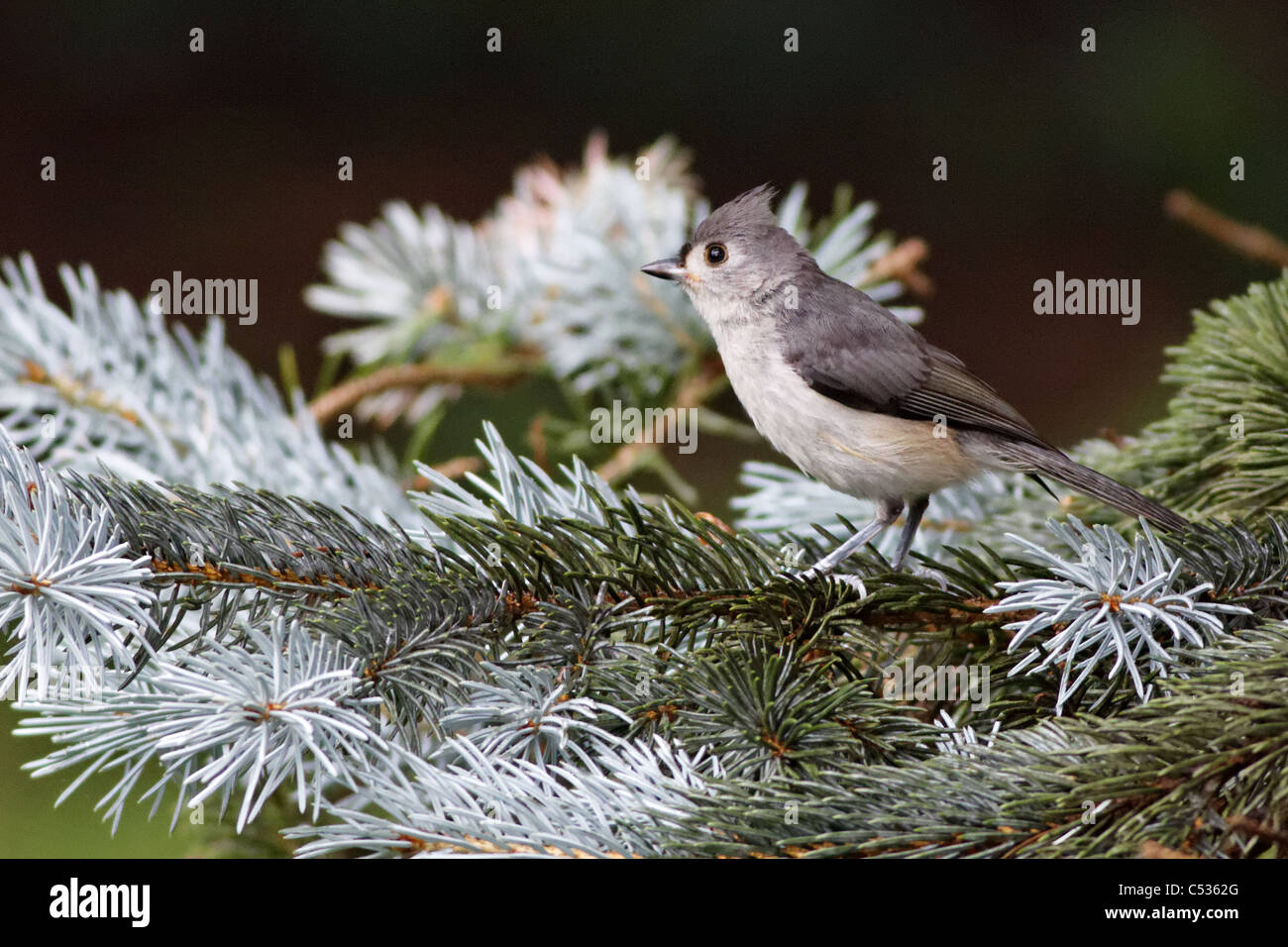 Tufted Titmouse / Mésange bicolore (Baeolophus bicolor) Stock Photo