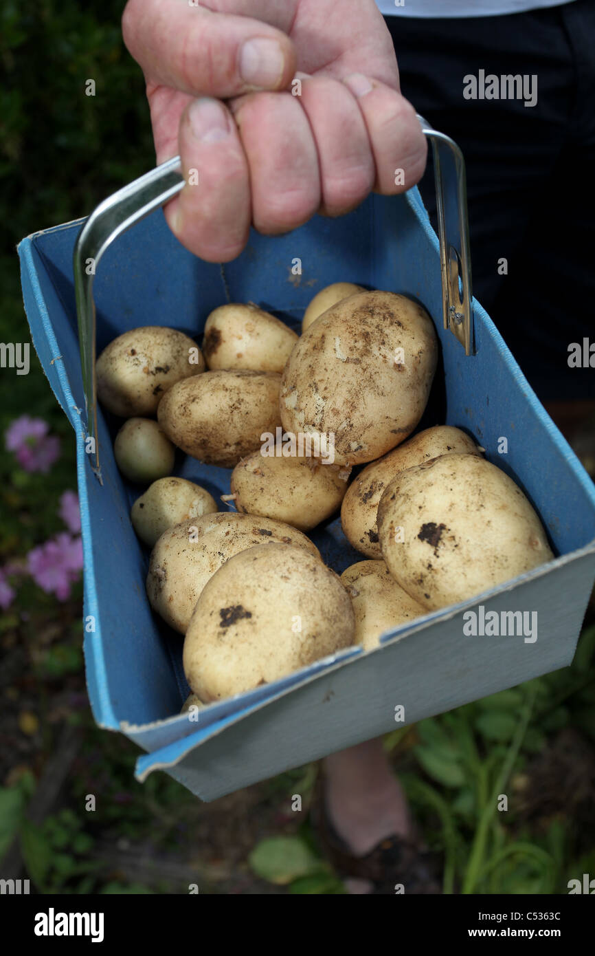A gardener pictured with his newly picked potato's in Eastleigh, Hampshire, UK. Stock Photo