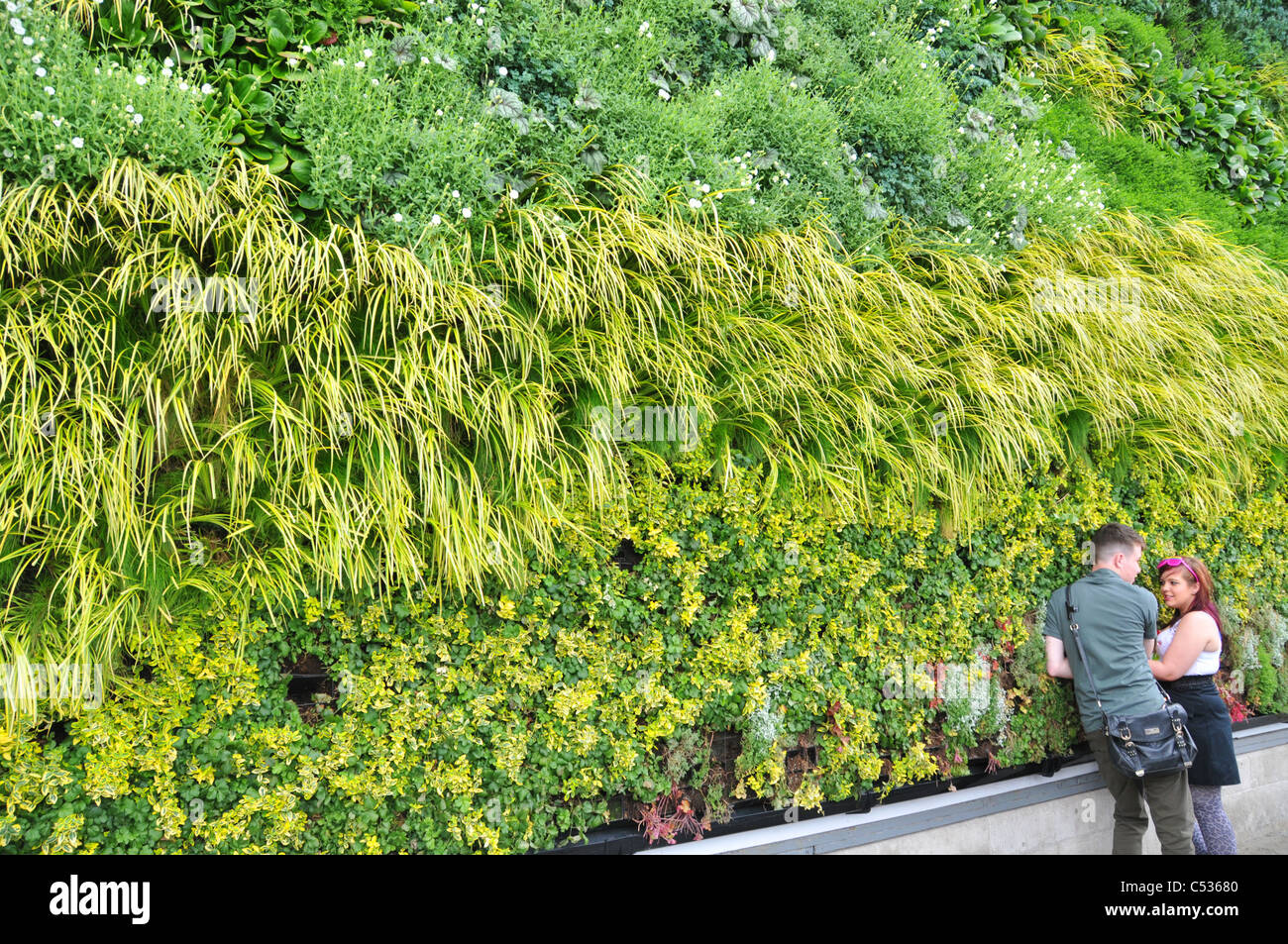 National Gallery London Grass wall ANS GE Trafalgar square living wall Art to life A Wheatfield with Cypresses Van Gogh Stock Photo