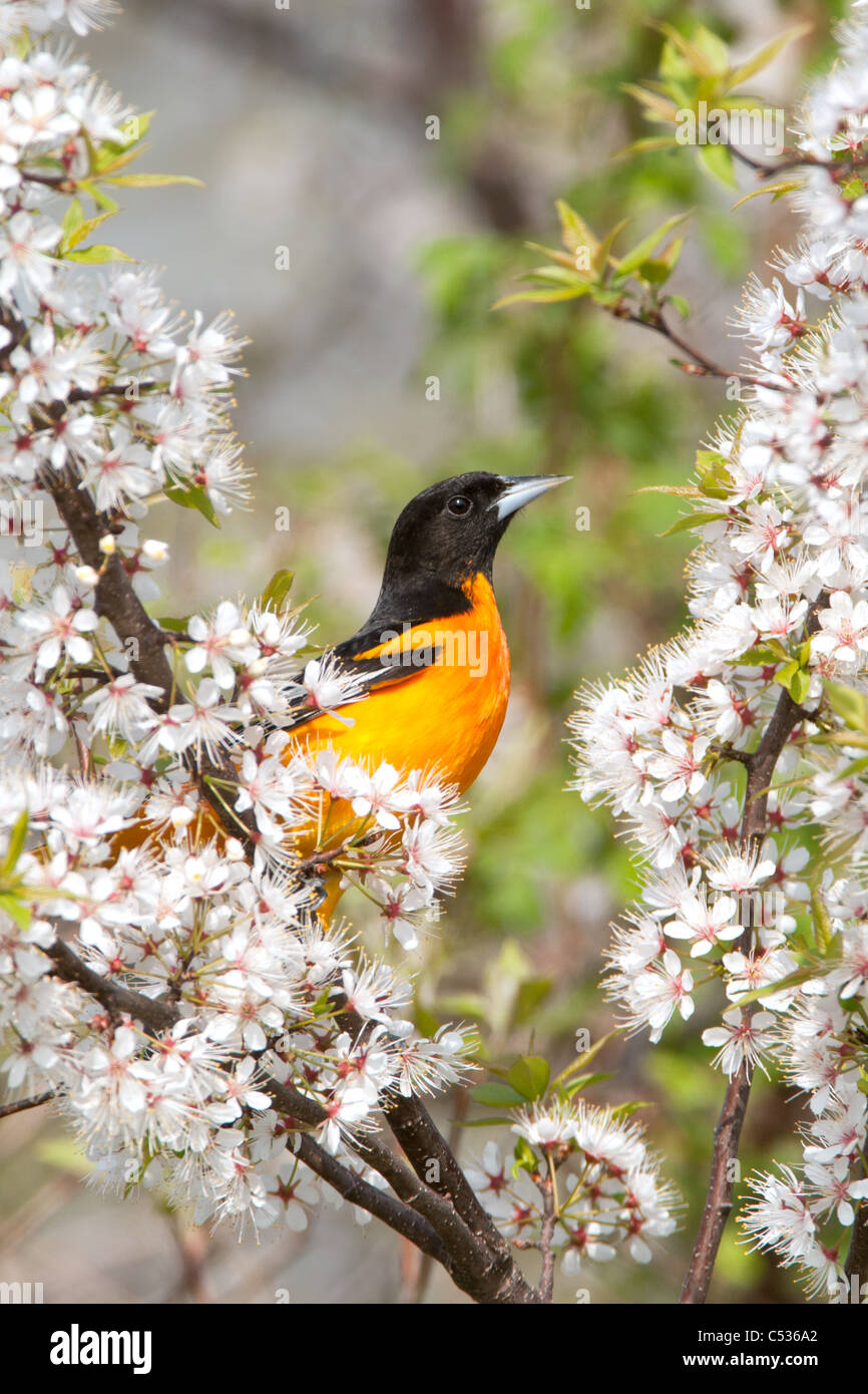 Baltimore Oriole in Cherry Tree Stock Photo