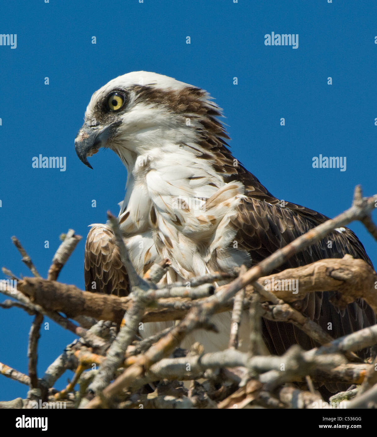 Osprey bird in nest Stock Photo Alamy