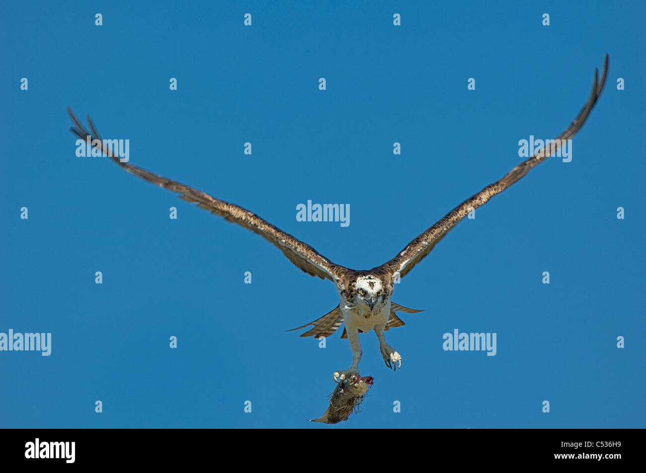 Osprey in flight against clear blue sky and carrying a fish it caught ...