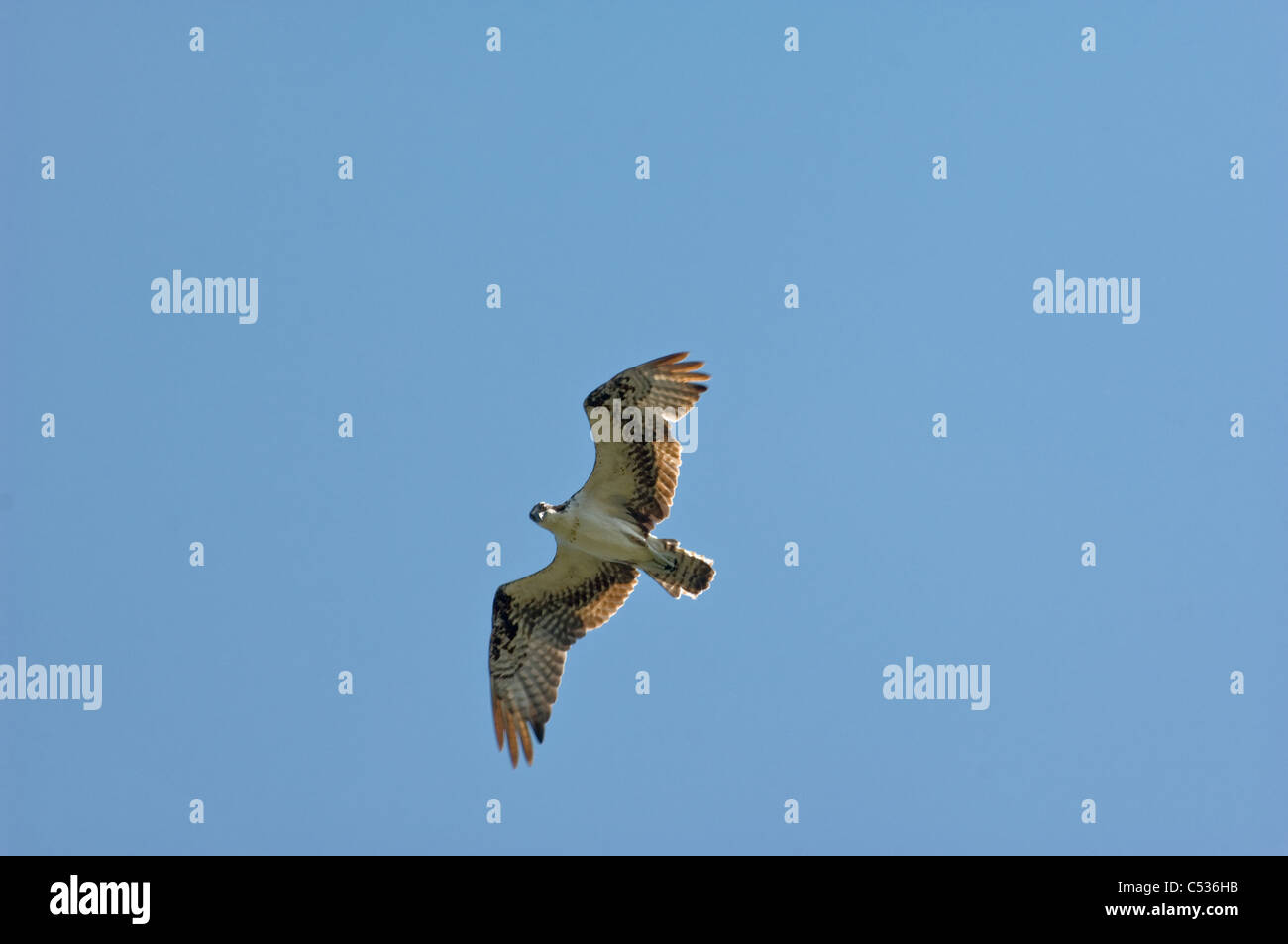 Osprey in flight against clear blue sky Stock Photo - Alamy
