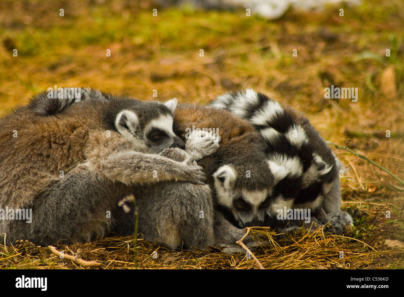Ring Tailed Lemurs huddled together to keep warm Stock Photo