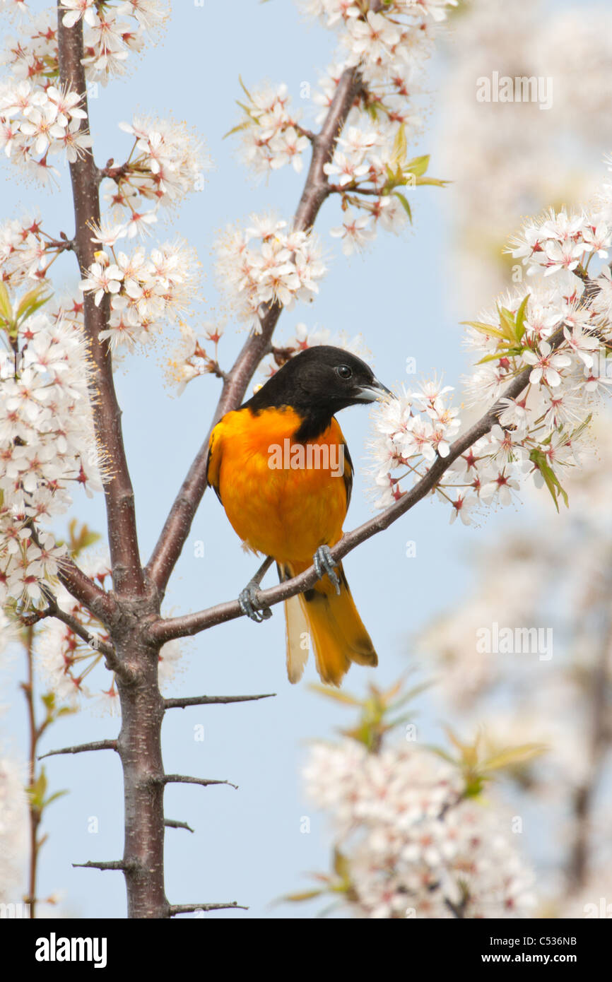 Baltimore Oriole Feeding on Cherry Blossoms - vertical Stock Photo