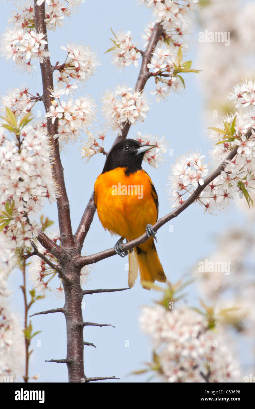 Baltimore Oriole perched in Cherry Tree Blossoms - vertical Stock Photo