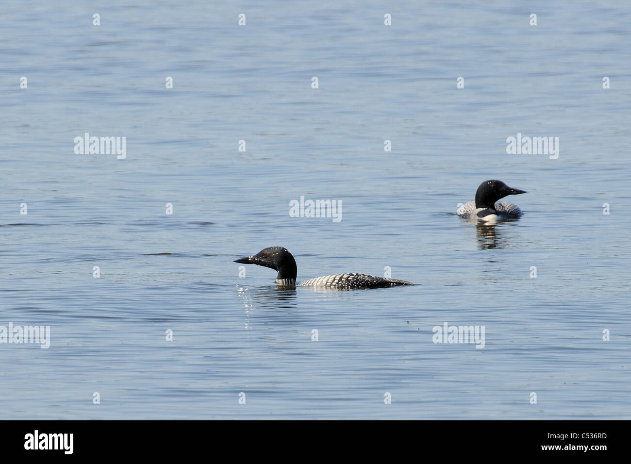 A pair of Common Loons hunt and fish in Flotten lake, Meadow Lake